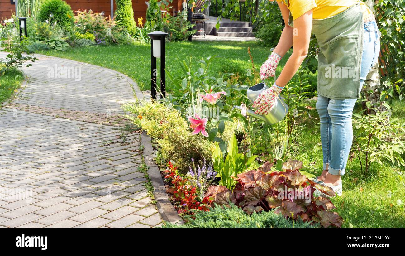 Ein Gärtner in einer Schürze bewässert einen blühenden Garten mit einer Gießkannenplatte aus Metall. Das Konzept, Wasser beim Bewässern eines Gartens zu sparen. Pflege für eine schöne Stockfoto