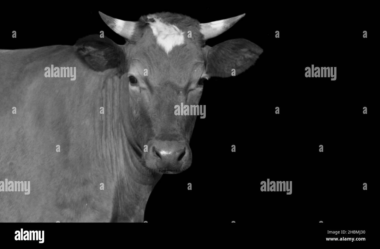 Erstaunlich Kuh Porträt Gesicht Auf Dem Schwarzen Hintergrund Stockfoto