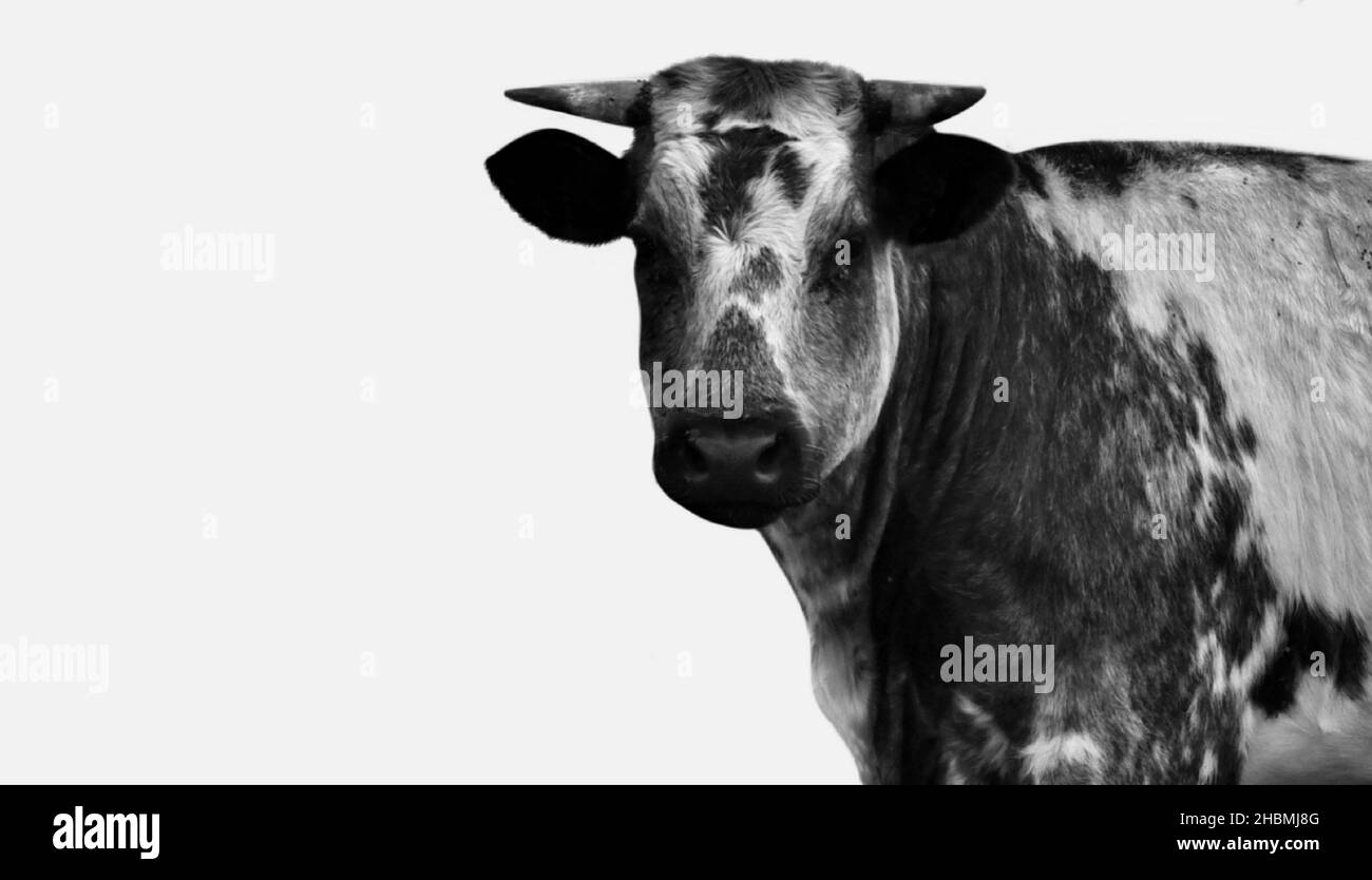 Schwarz-Weiß-Kuh Isoliertes Gesicht Auf Dem Schwarzen Hintergrund Stockfoto