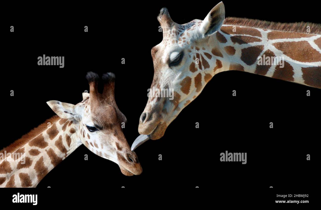Schöne Mutter Giraffe Kuss Ihr Kalb Auf Dem Schwarzen Hintergrund Stockfoto