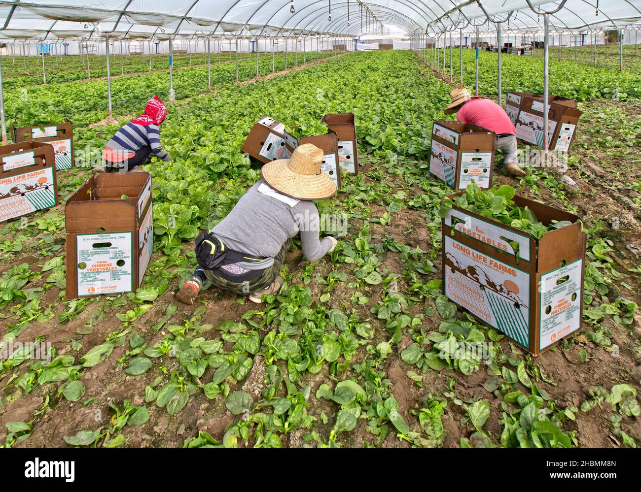 Arbeiter ernten und verpacken Malabar-Spinat (Rau Mong Toi) „Basella Alba“ im Gewächshaus, asiatisches Gemüse. Stockfoto