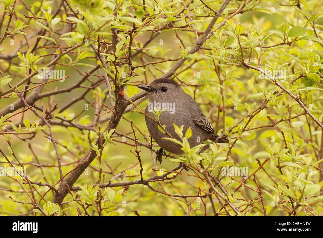 Nahaufnahme des grauen Catbird, Dumetella carolinensis, im Hudson State Park Stockfoto