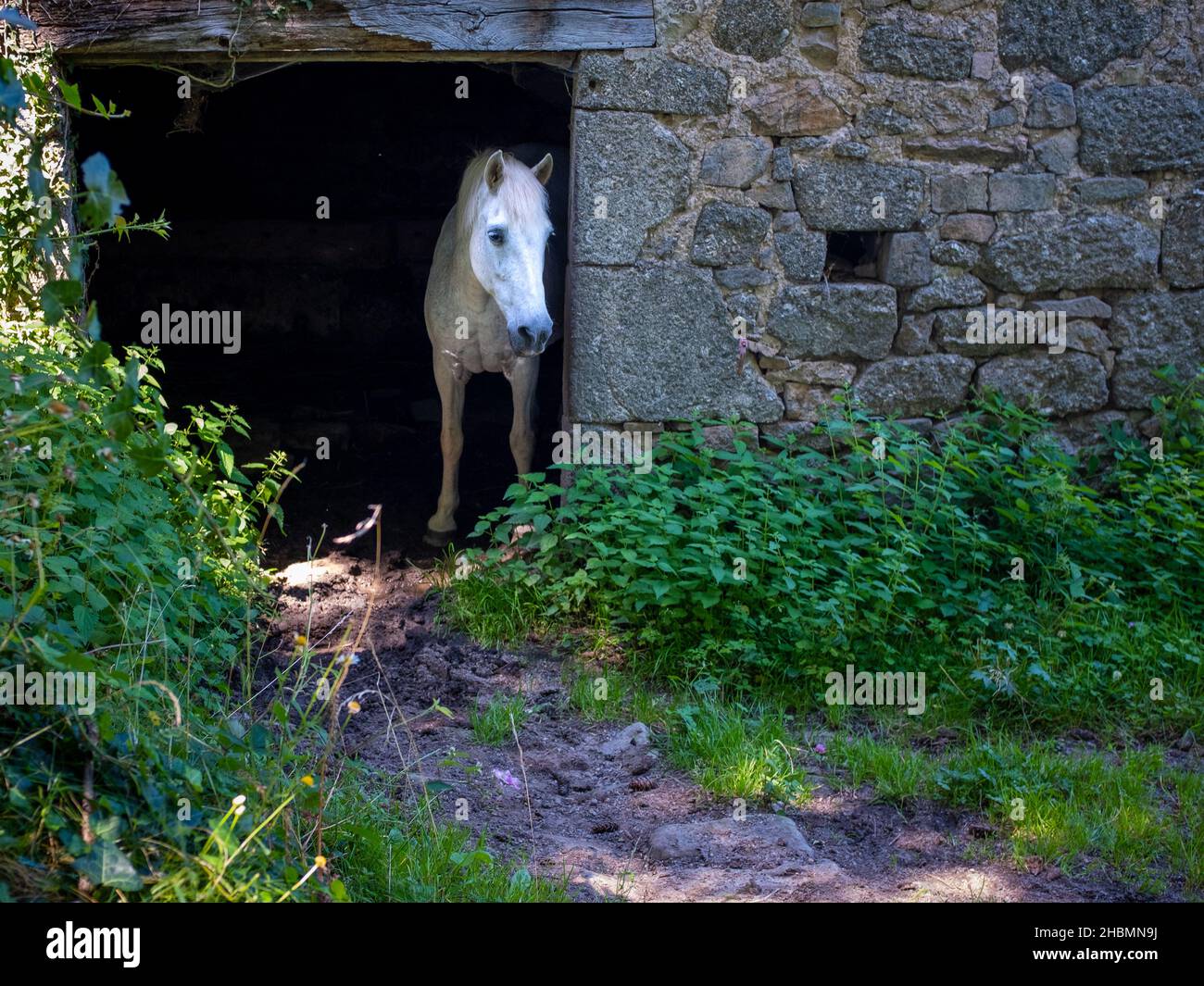 Ein einsames weißes Pferd, das traurig aussieht und am Eingang seines Stalls steht, aufgenommen im Südwesten Frankreichs Stockfoto