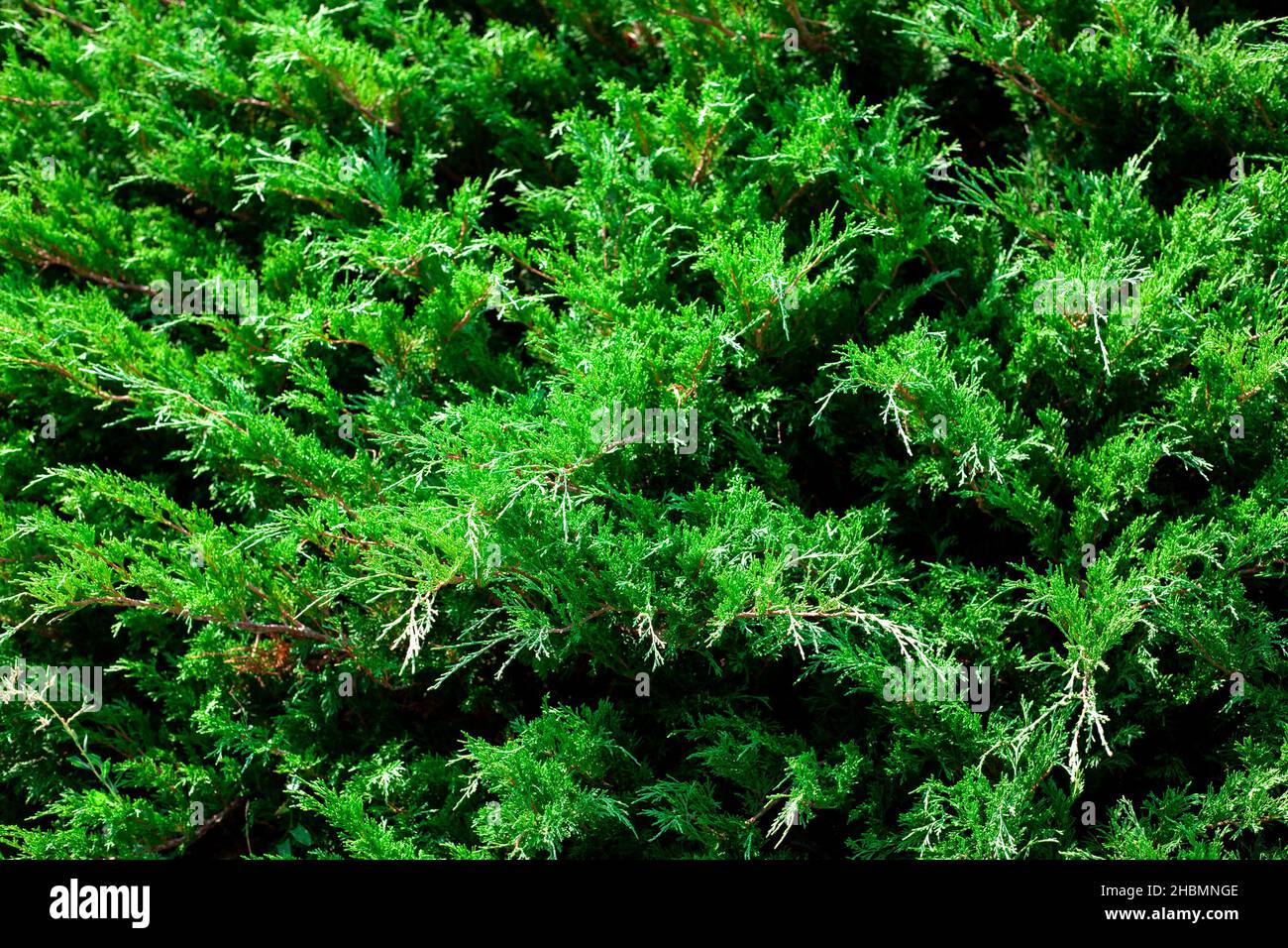 Der Wacholderbusch aus nächster Nähe. Hintergrund mit Wacholderzweigen, die im Park wachsen. Immergrüne Nadelpflanze. Stockfoto