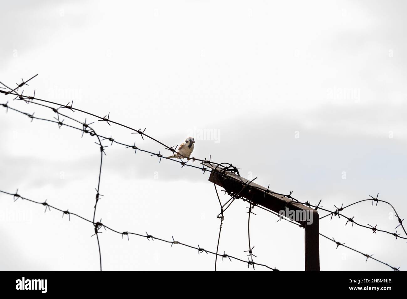 Ein Sperling, der auf einem Stacheldraht gegen einen dunklen Himmel sitzt, Konzeptfotografie Stockfoto