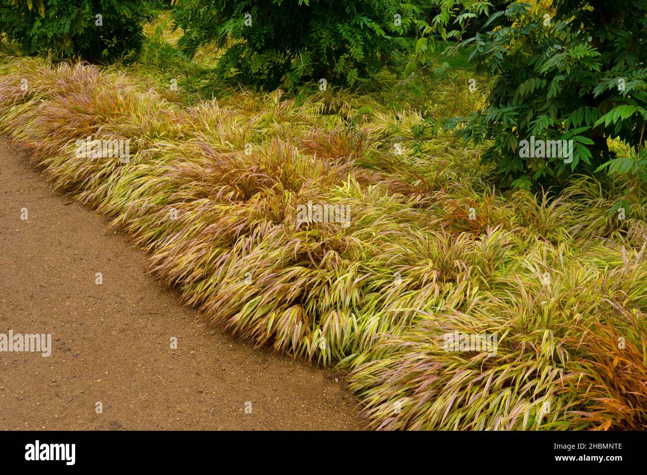 Graspfad in Herbstfarbe bei Hillier Gardens, Hampshire, England Stockfoto