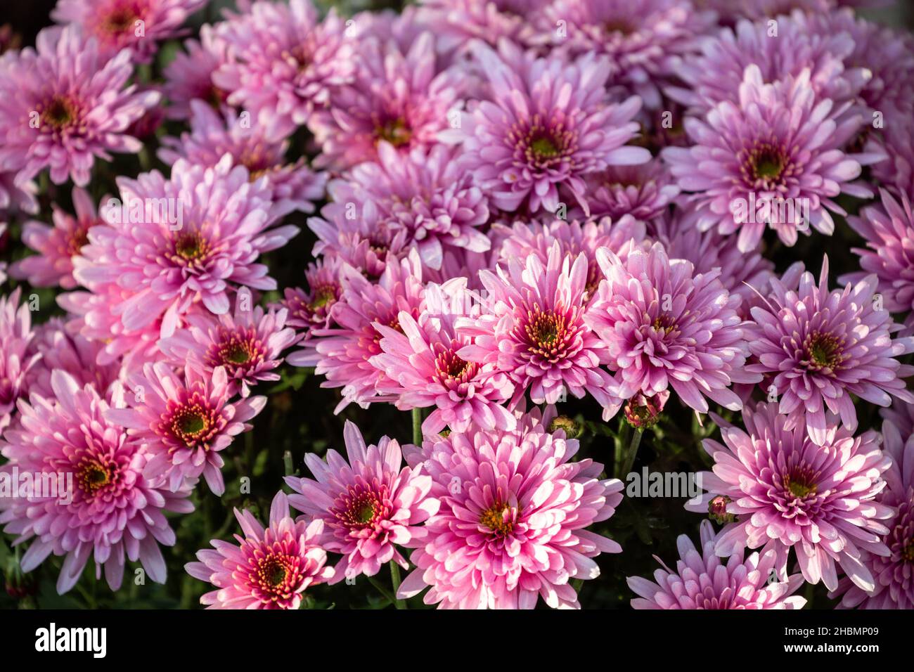 Natürlicher floraler Hintergrund. Schöne zarte rosa-lila Chrysanthemen Nahaufnahme. Herbstchronse blüht in Tautropfen Stockfoto