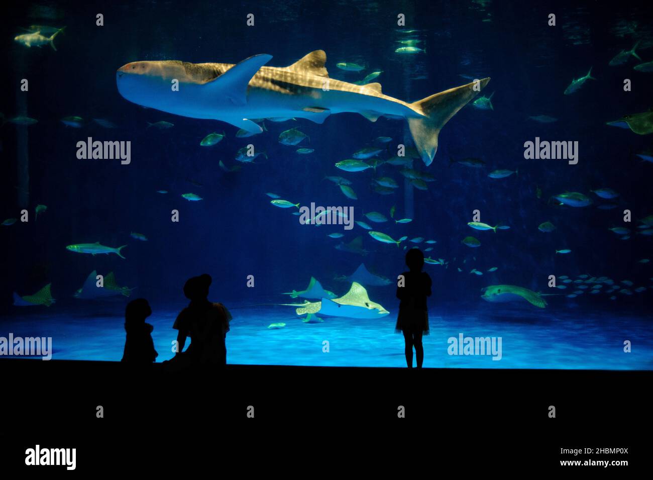 Walhai im Aquarium in Osaka, Japan. Stockfoto