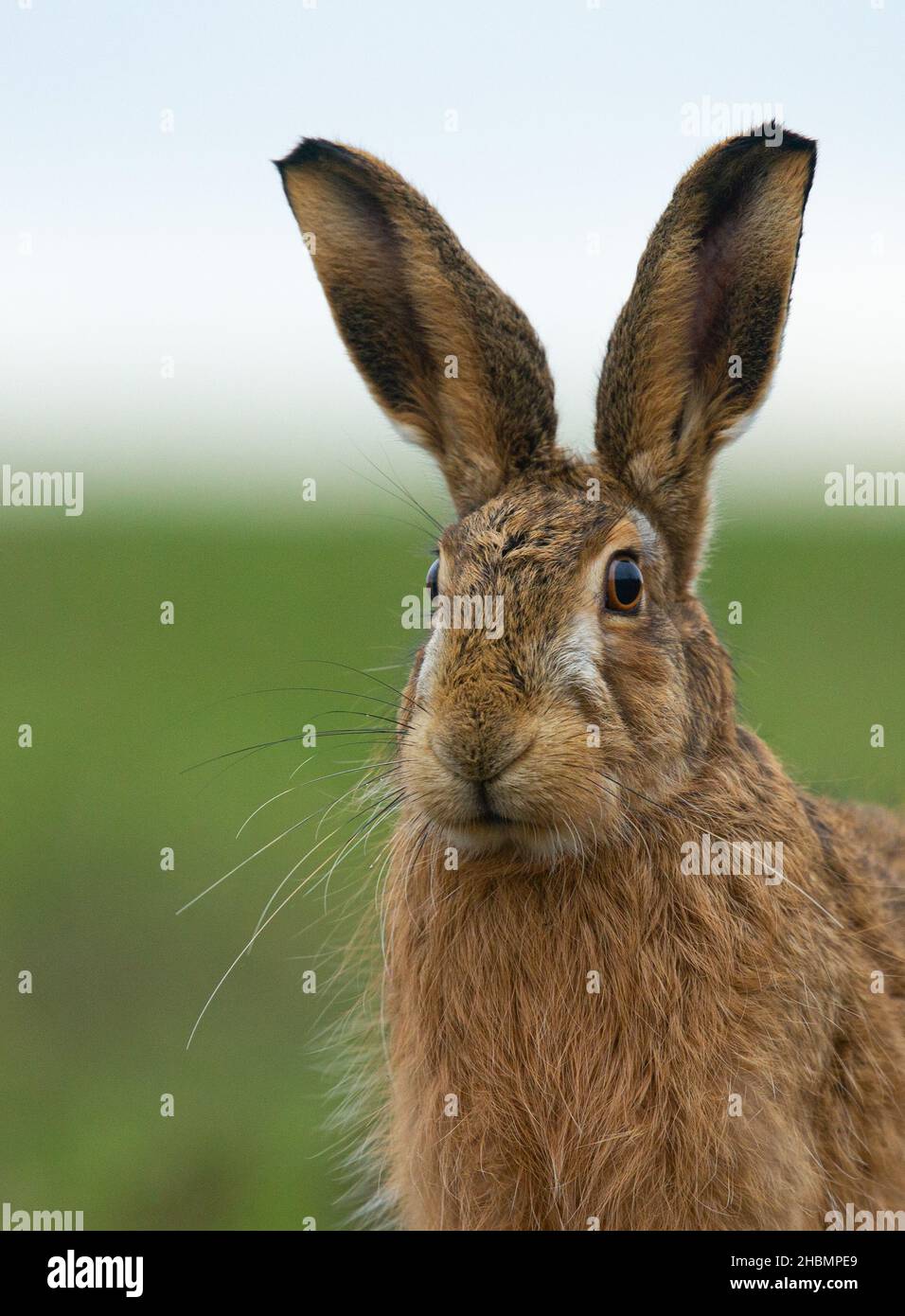 Was Sie betrachten Stockfoto