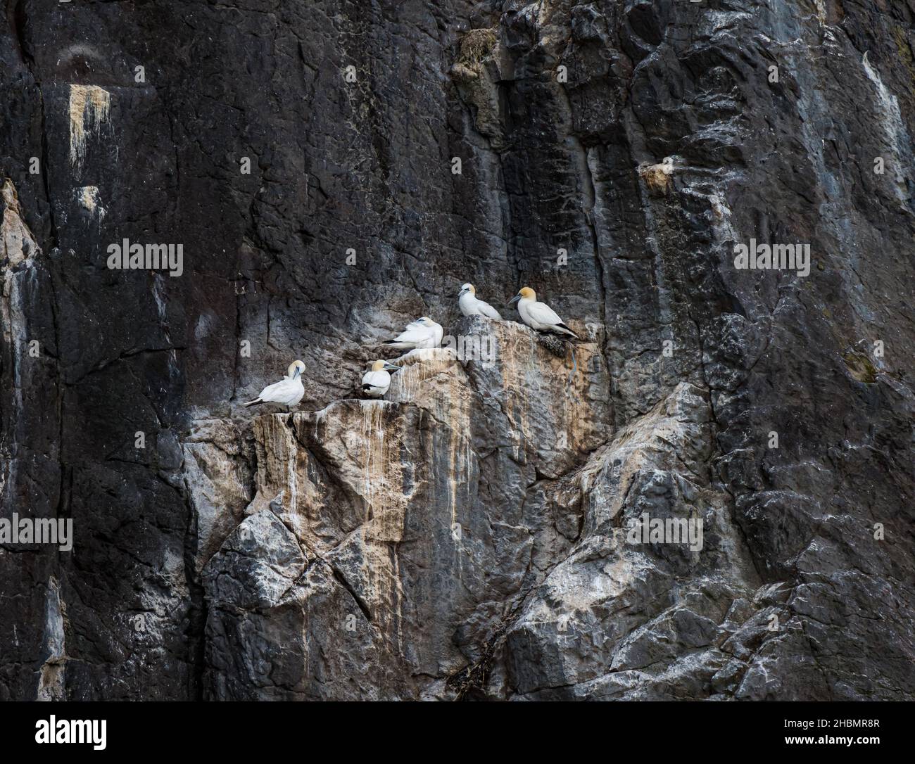 Nördliche Tölpel (Morus bassanus) auf steilen Felsklippen, Bass Rock, Firth of Forth, Schottland, Großbritannien Stockfoto