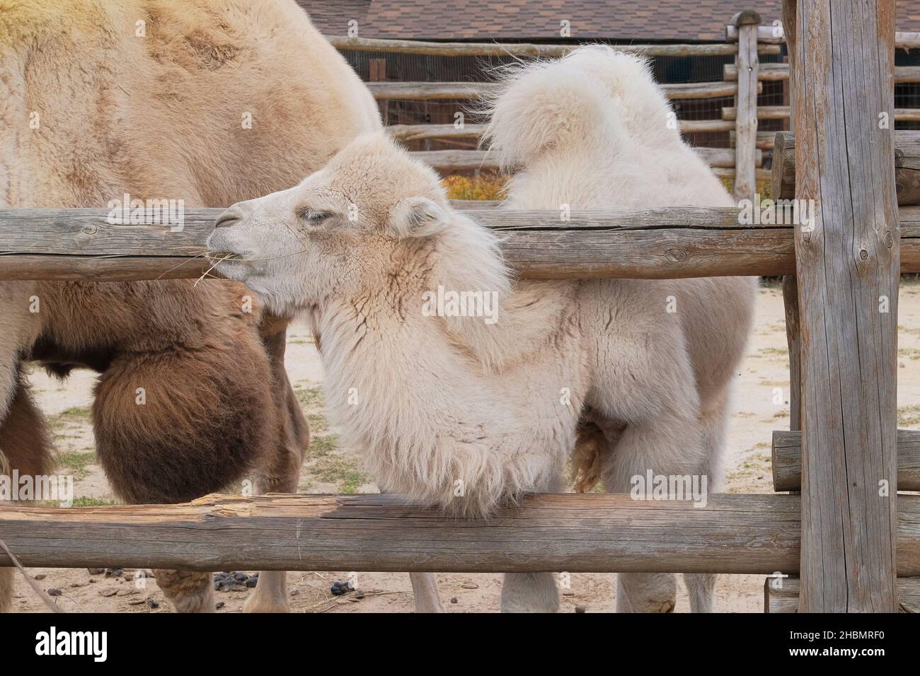 Kleines baktriisches weißes Kamel, das im Zoo Heu isst, aus nächster Nähe. Halten von wilden Tieren in zoologischen Parks. Stockfoto