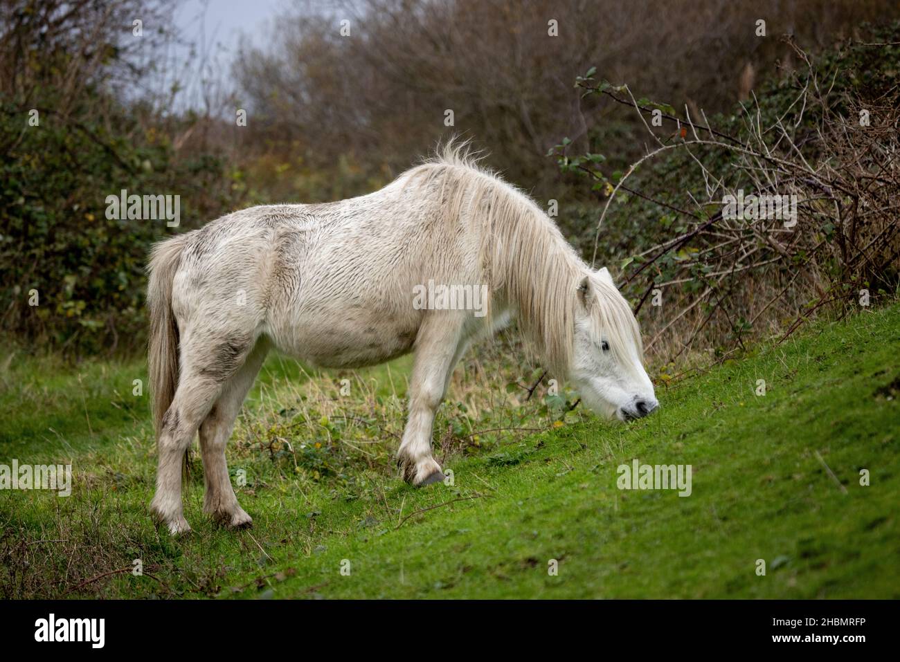 Ein wildes Pony, das am Ufer der Mündung des Conwy in Nordwales grast Stockfoto