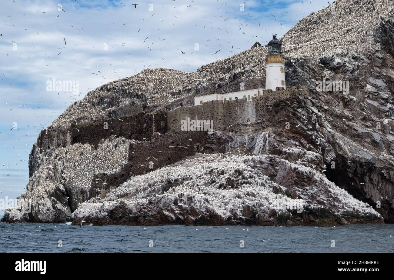 Masse von Gannet Seevögeln brüten im Naturschutzgebiet auf Bass Rock mit Leuchtturm, Firth of Forth, Schottland, Großbritannien Stockfoto
