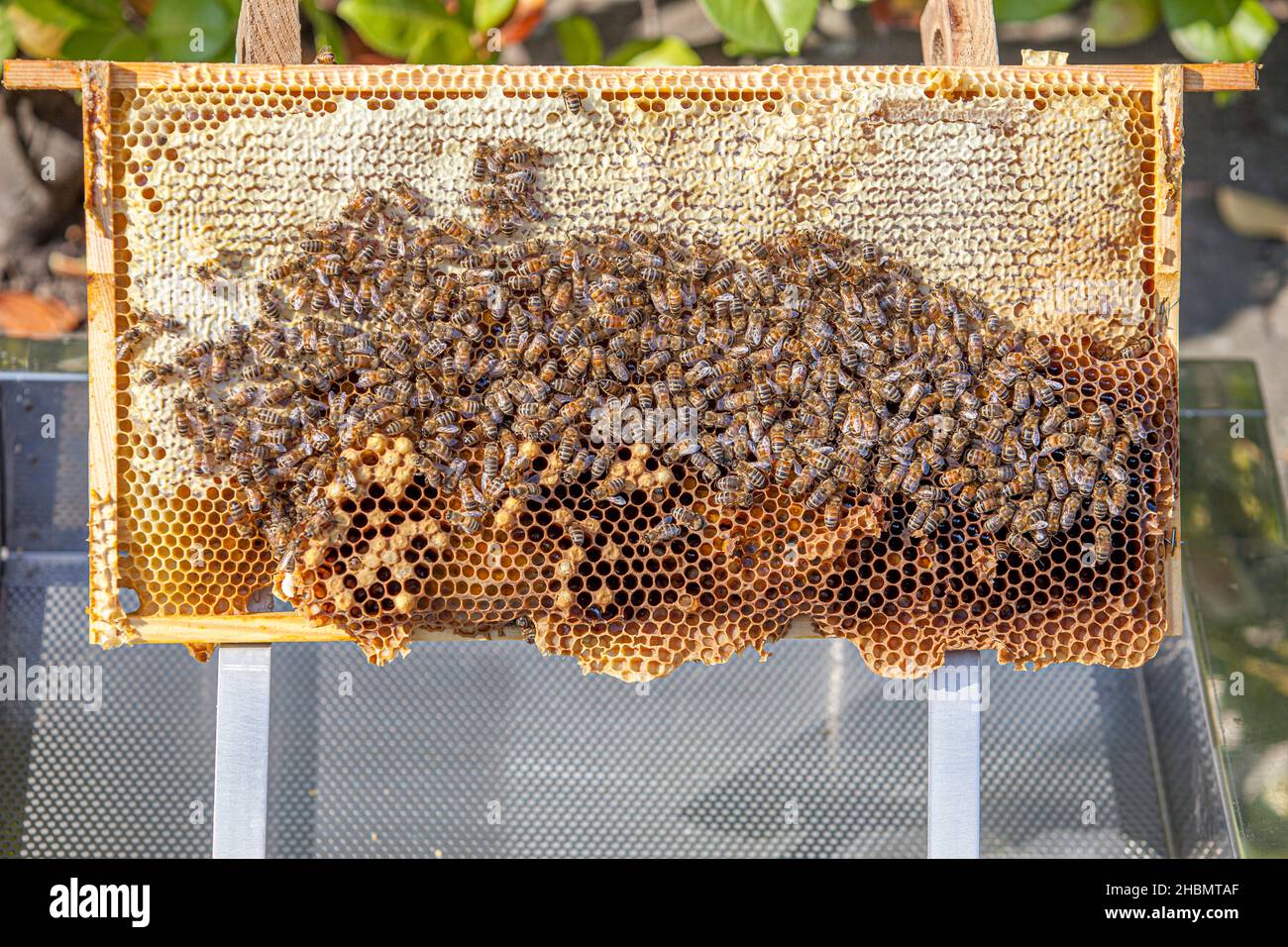 Honigwabe aus Zander Bienenstock Stockfoto