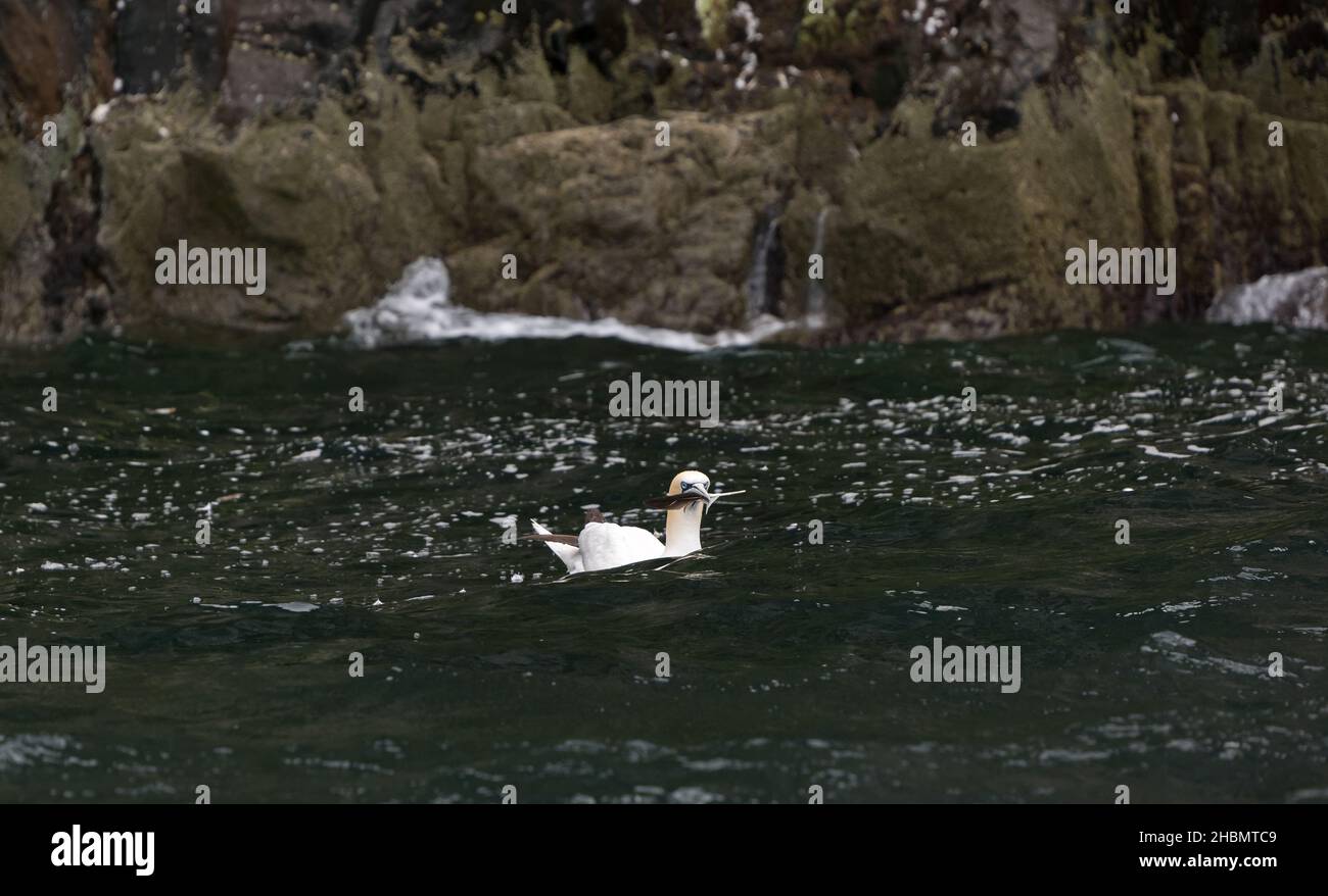 Nördliche Gannette (Morus bassanus) mit einer Feder im Schnabel im Wasser durch Klippen, Bass Rock, Schottland, Großbritannien Stockfoto