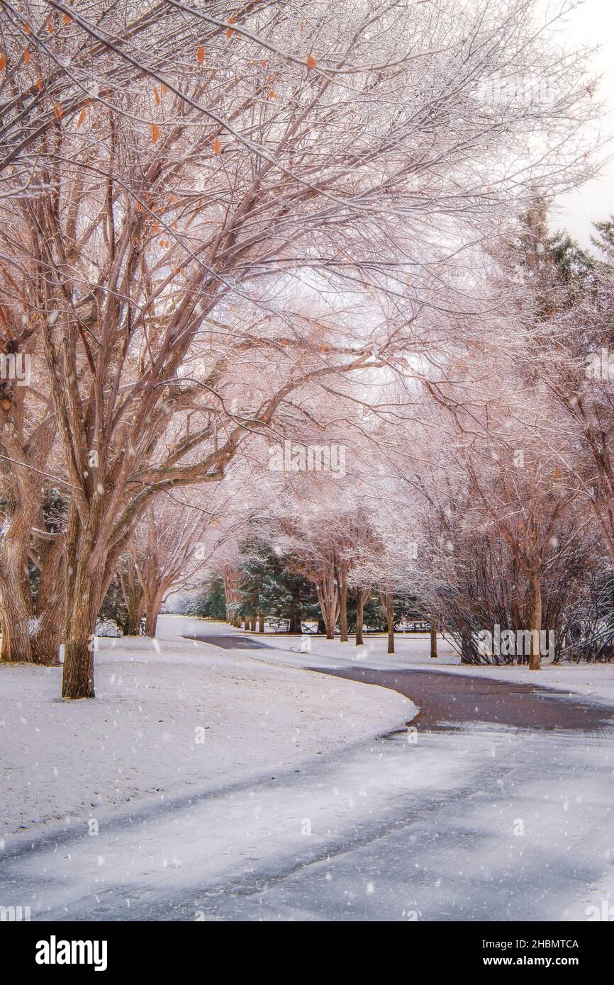 Park Pathway Schlängelt Sich Durch Verschneite Bäume Stockfoto