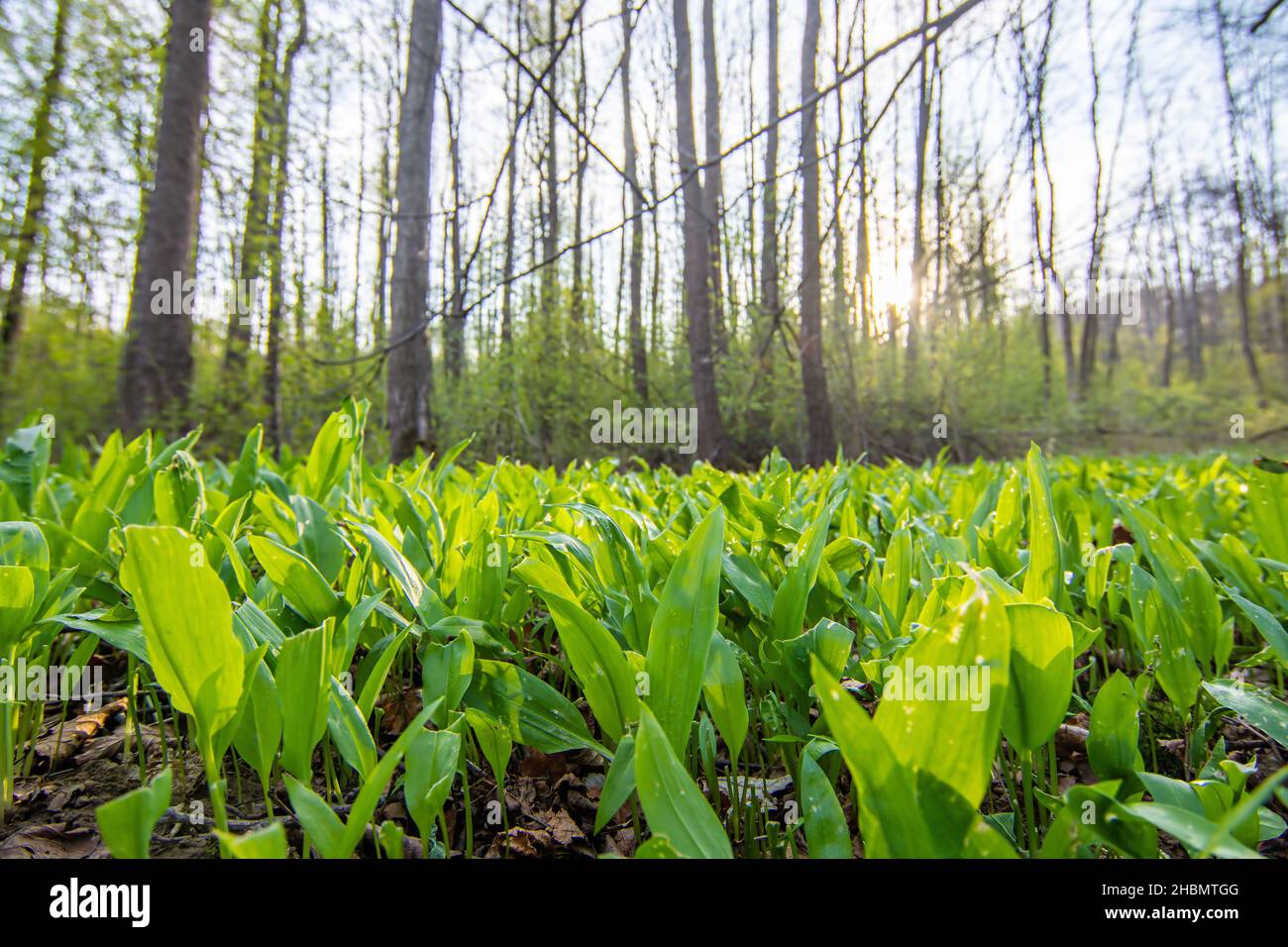 Rodung im Wald, wo Bärlauch, der als Bärlauch oder Allium ursinum bekannt ist, wächst, medizinische Kräuter, die der Nahrung als Gewürz hinzugefügt werden. Stockfoto
