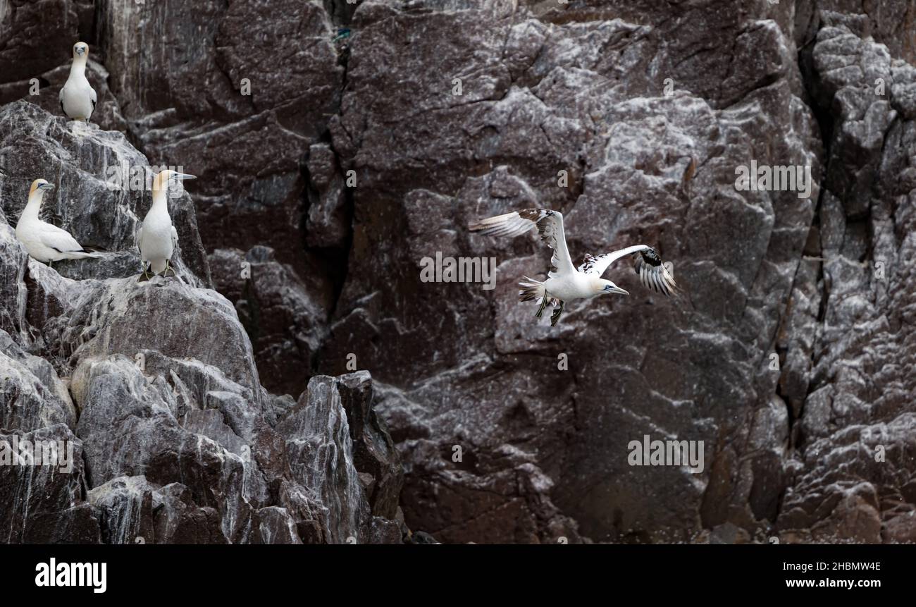 Juvenile Gannet (Morus bassanus) fliegt von der Klippe, Bass Rock, Schottland, Großbritannien Stockfoto