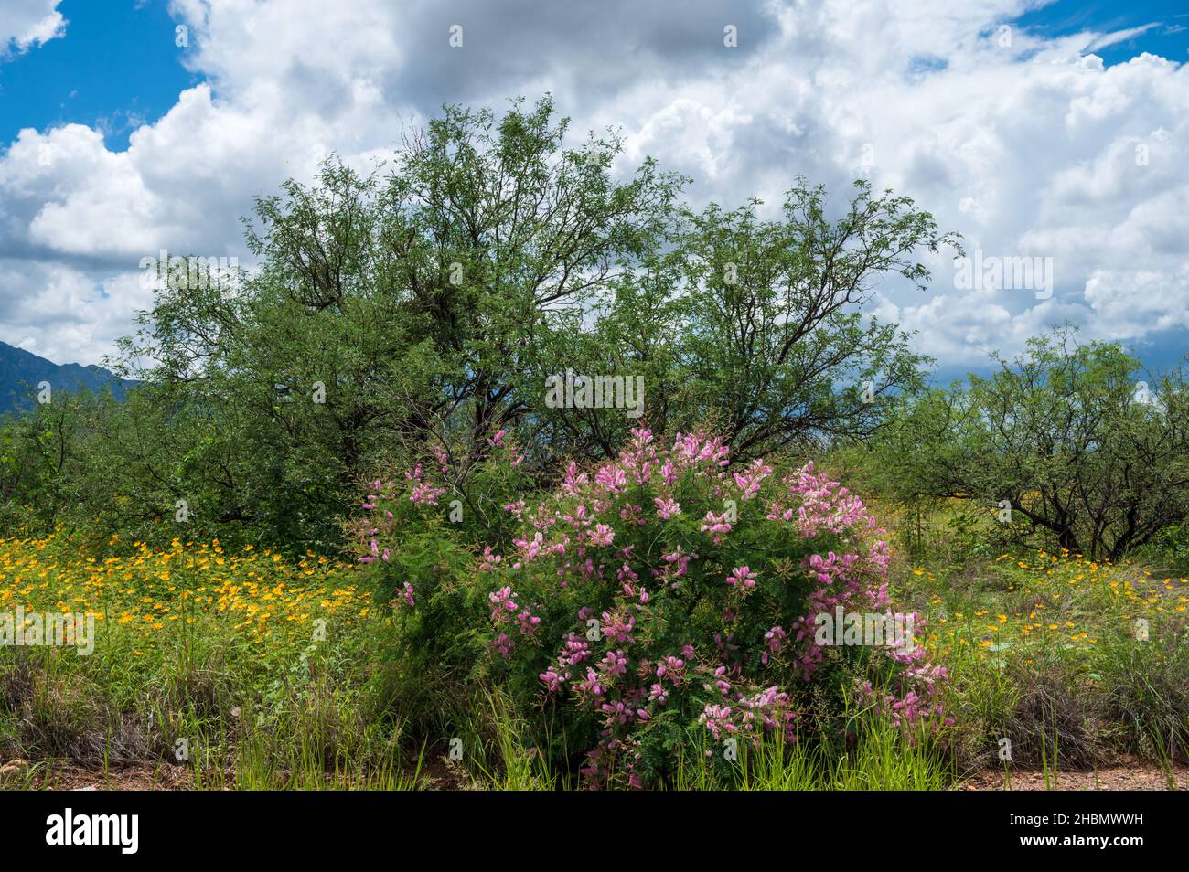 Wildblumen in Arizona während der Regenzeit des Sommermonsuns Stockfoto