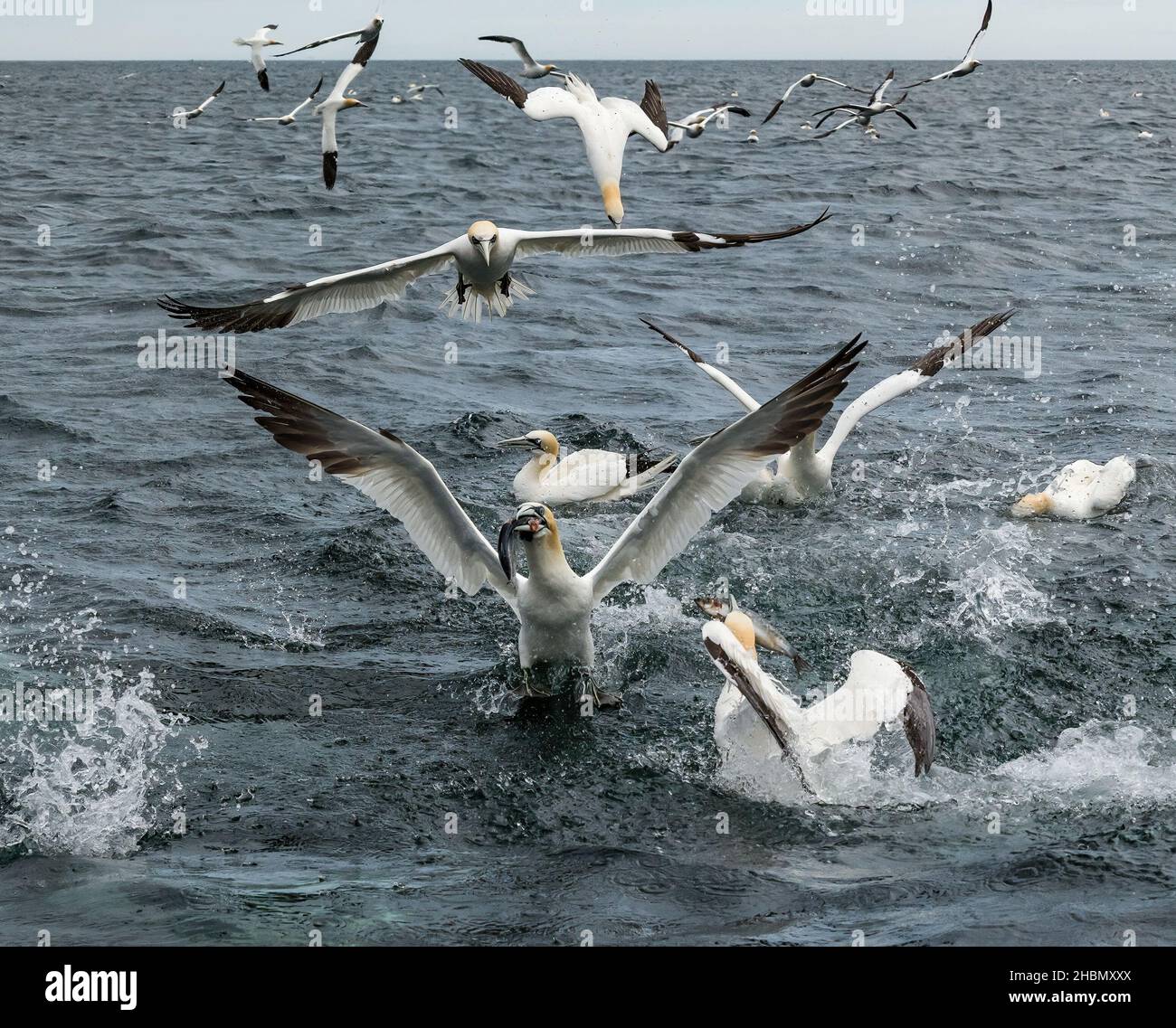 Tölpel (Morus bassanus), die im Meer tauchen und Fische fangen, Firth of Forth, Schottland, Großbritannien Stockfoto