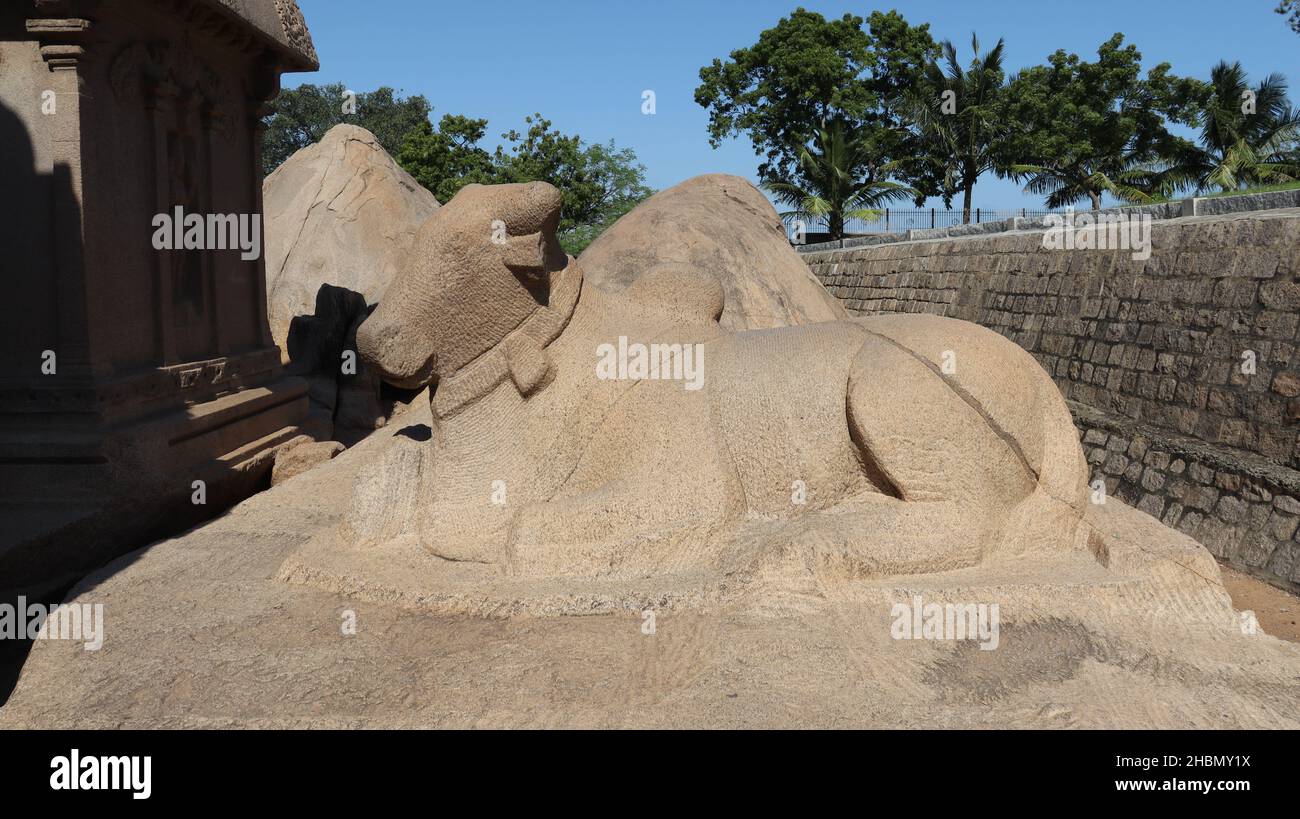 Ein in Stein gemeißelter Stier. Sie ist unvollständig. Mitten in Fels und Natur. Stockfoto