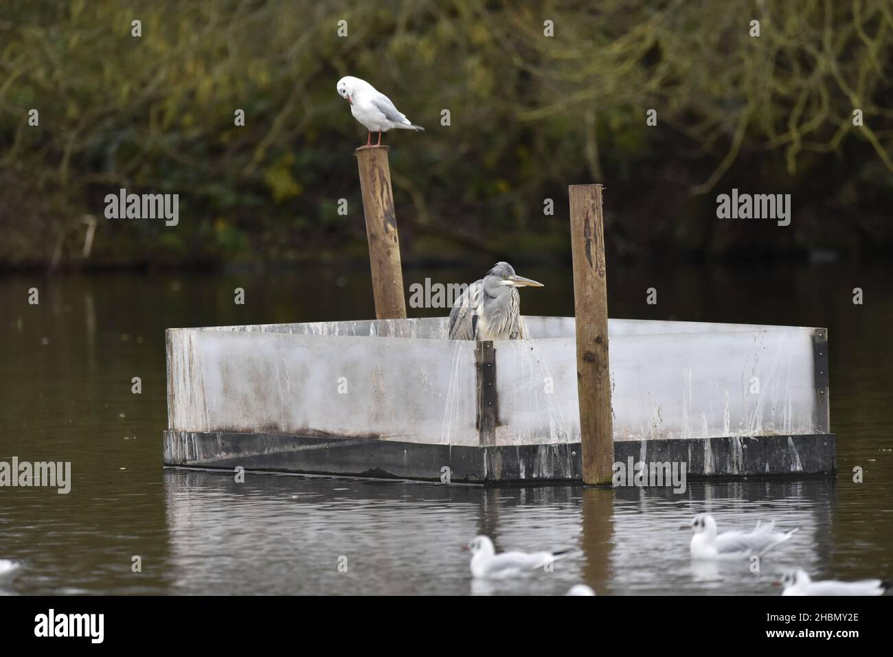 Graureiher (Ardea cinerea) steht auf einer schwimmenden Plattform in der Mitte eines Sees in Großbritannien, mit einer Schwarzkopfmöwe (Chroicocephalus ridibundus) dahinter Stockfoto