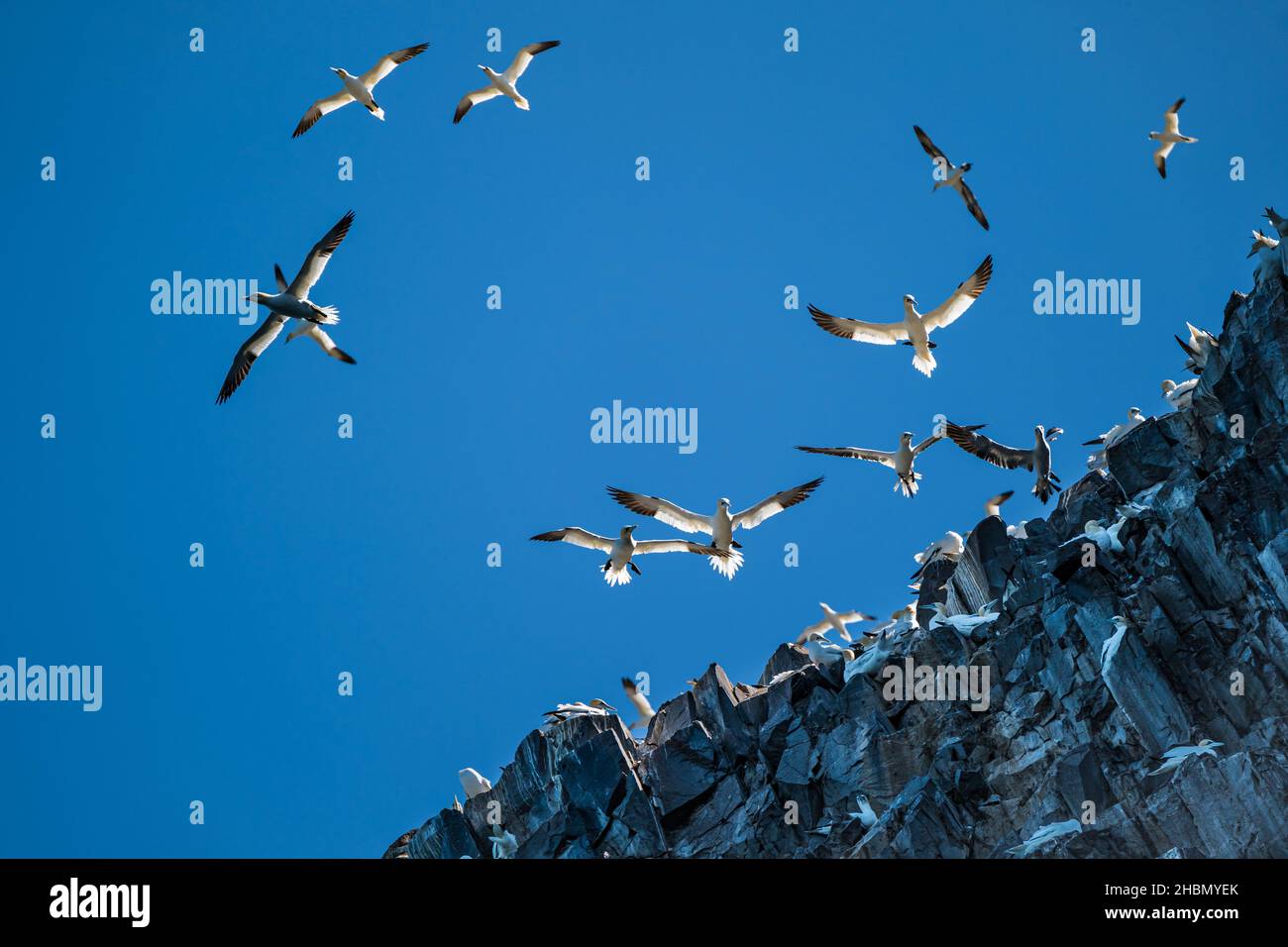 Die Tölpel fliegen gegen den blauen Himmel auf den Klippen der Bass Rock Island, Firth of Forth, Schottland, Großbritannien Stockfoto