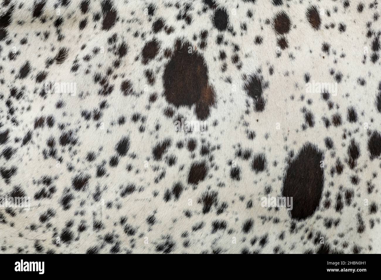 Braunes und weißes Rindsleder, Nahaufnahme Stockfoto