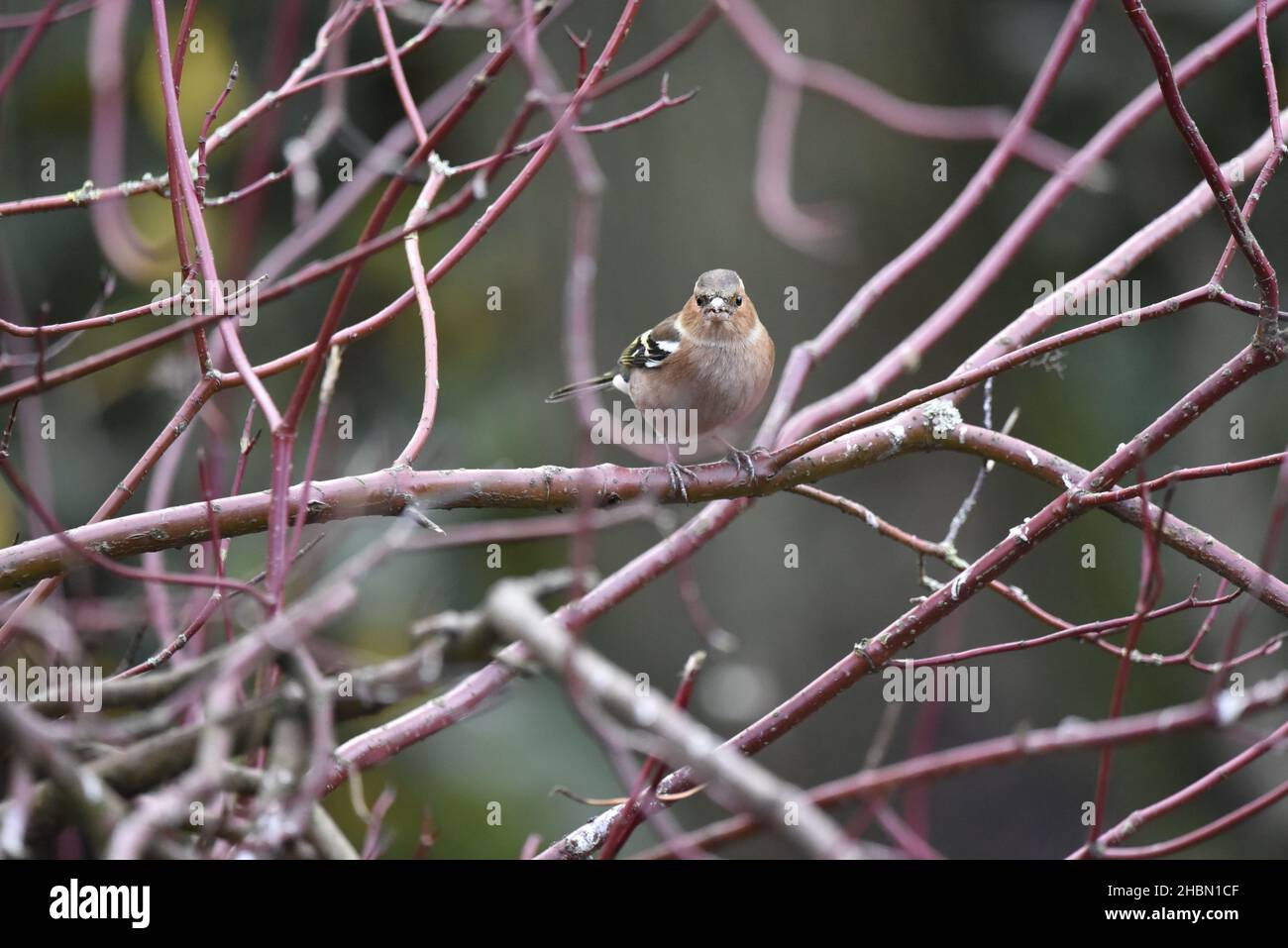 Bild eines männlichen Common Chaffinch (Fringilla coelebs), der auf einem horizontalen roten Dogwood-Zweig thront und der Kamera mit leicht geöffnetem Schnabel gegenübersteht, im November in Großbritannien Stockfoto