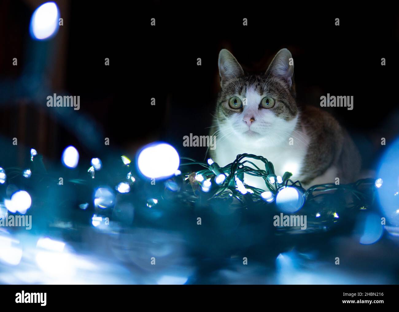Eine tabby mit weißer Katze blickt erstaunt auf eine verworrene Kette von Weihnachtslichtern Stockfoto