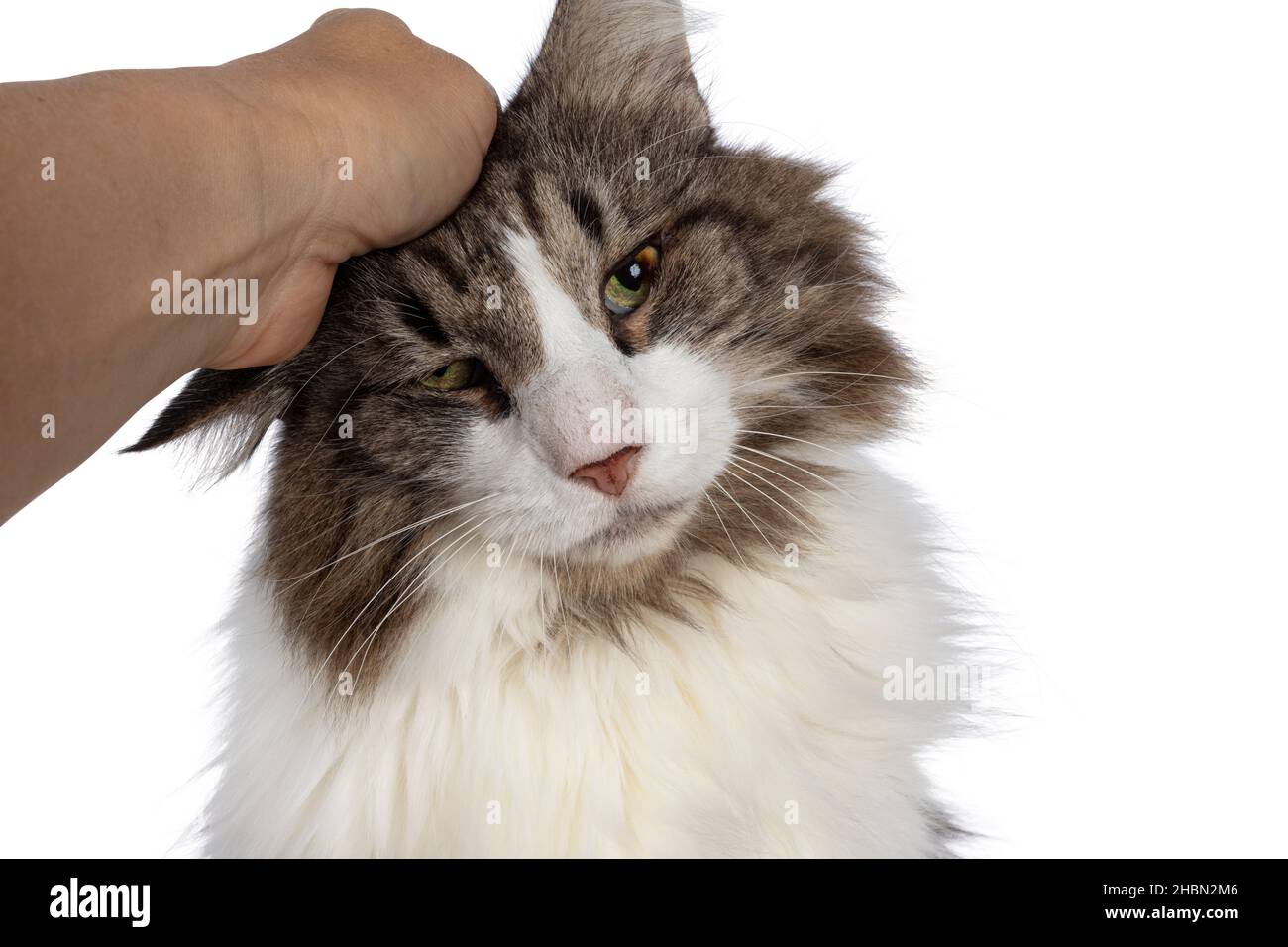 Kopfaufnahme einer älteren norwegischen Waldkatze mit Entropium auf beiden Augen. Nahaufnahme durch das Anheueln aufrechter Haare, die das Auge und die Entwicklung des braunen Ulks reizen Stockfoto