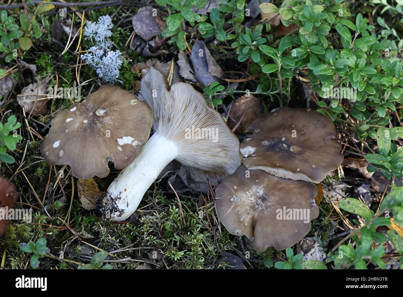 Lyophyllum shimeji, bekannt als Hon-Shimeji, wilder Speisepilz aus Finnland Stockfoto