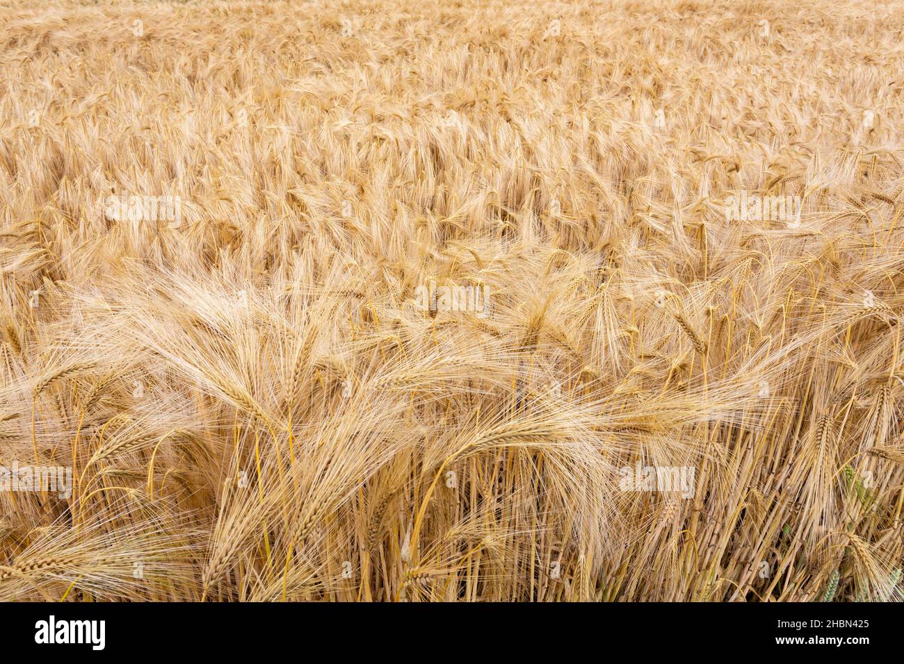 Gerstenernte (Hordeum vulgare), Northumberland, Großbritannien, Stockfoto