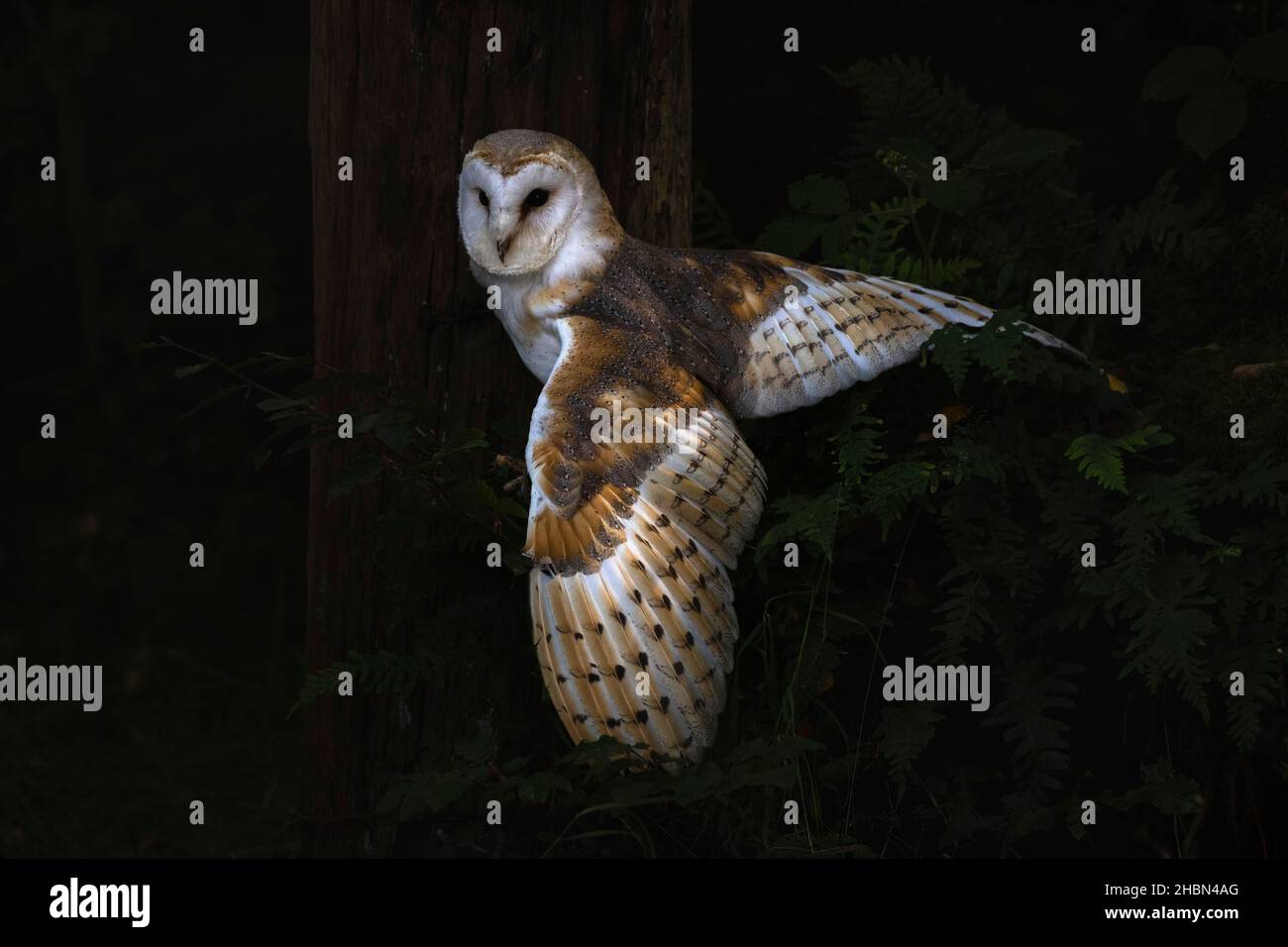 Stalleule (Tyto alba), kontrolliert, Cumbria, Großbritannien Stockfoto