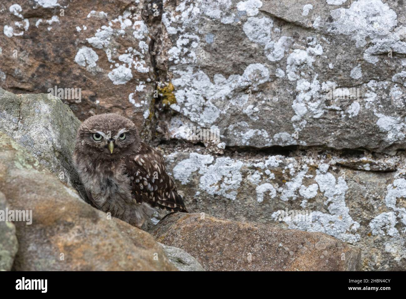 Kleine Eule (Athene noctua), kontrolliert, Cumbria, Großbritannien Stockfoto