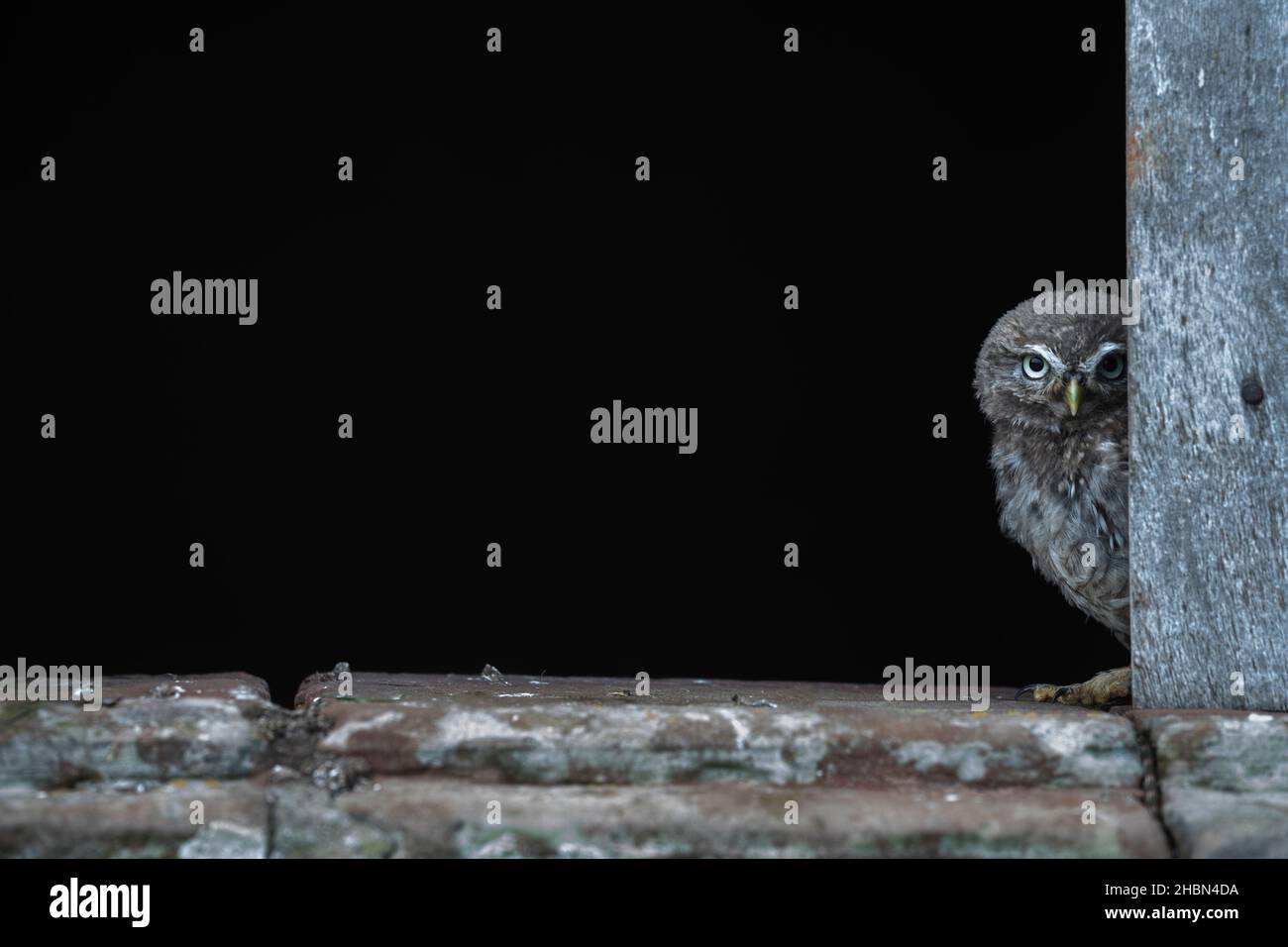 Kleine Eule (Athene noctua), kontrolliert, Cumbria, Großbritannien Stockfoto