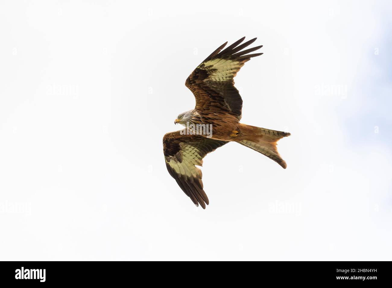Red Kite (Milvus milvus), Belly Slack Farm, Dumfries & Galloway, Schottland, Großbritannien Stockfoto