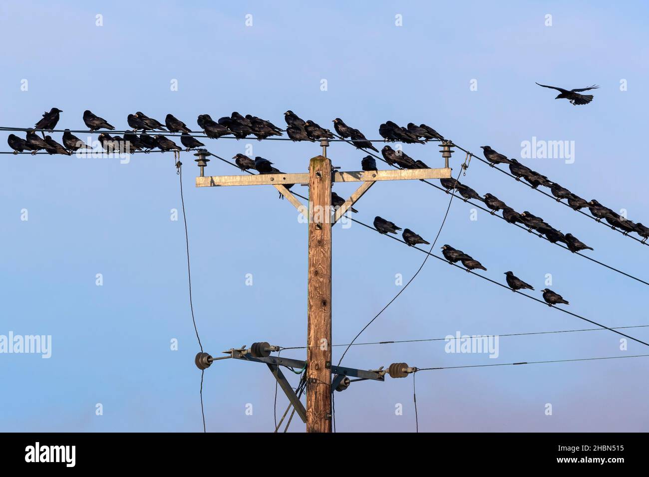 Rooks (Corvus frugilegus), Northumberland-Nationalpark, Großbritannien Stockfoto