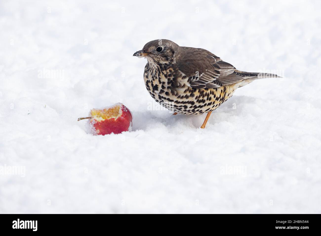 Singdrossel (Turdus philomelos) im Schnee, Apfel essen, Northumberland-Nationalpark, Großbritannien Stockfoto