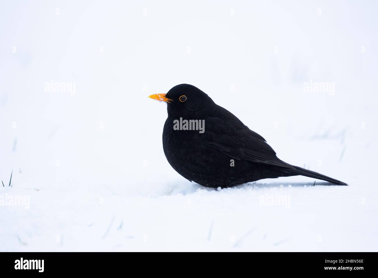 Blackbird (Turdus merula) im Schnee, Northumberland National Park, Großbritannien Stockfoto