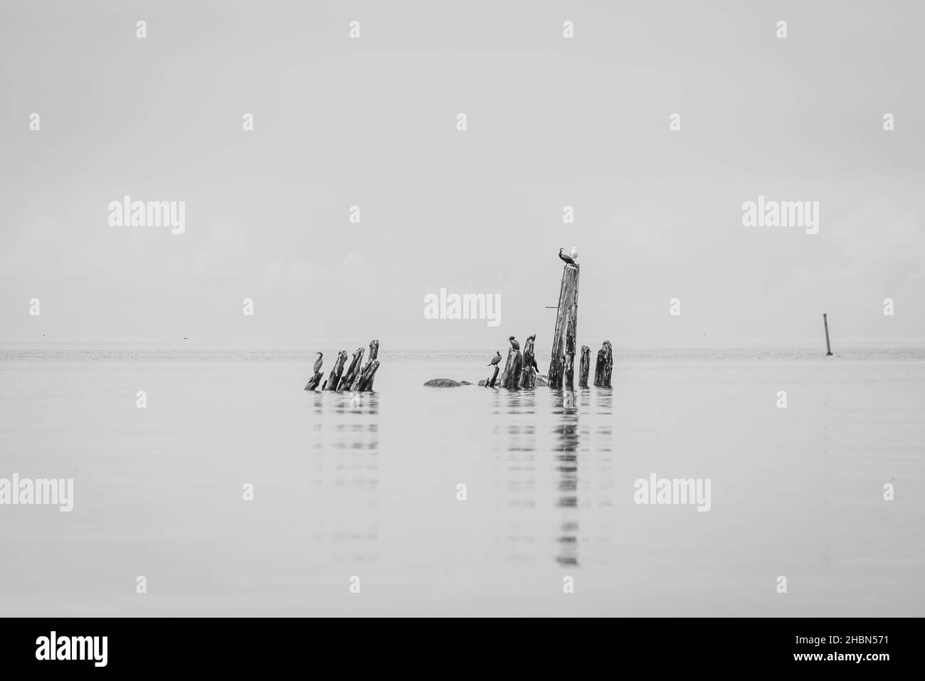 Vögel auf Holzpfosten stehen im Wasser und die Wasseroberfläche ist ruhig, aber die alten Holzpfosten sind unterschiedlich lang Stockfoto