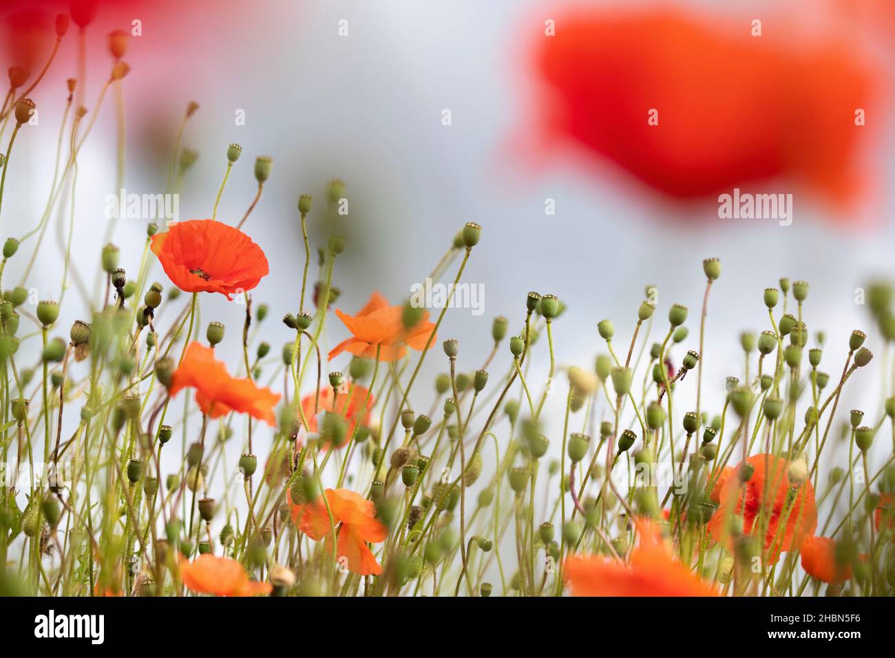 Mohn (Papaver rhoeas), North Tyne Valley, Northumberland, Großbritannien Stockfoto