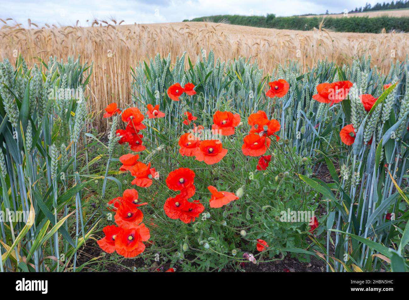 Mohn (Papaver rhoeas), North Tyne Valley, Northumberland, Großbritannien Stockfoto