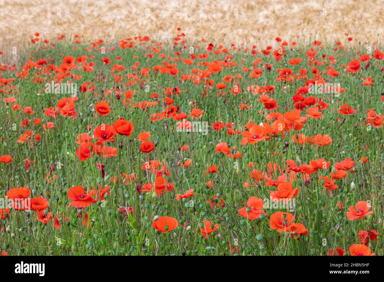 Mohn (Papaver rhoeas), North Tyne Valley, Northumberland, Großbritannien Stockfoto