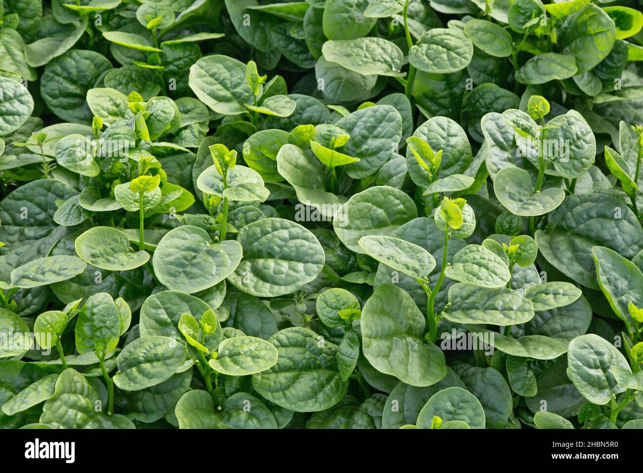 Malabar-Spinat (Rau Mong Toi) 'Basella Alba' wächst im Gewächshaus, asiatisches Gemüse. Stockfoto