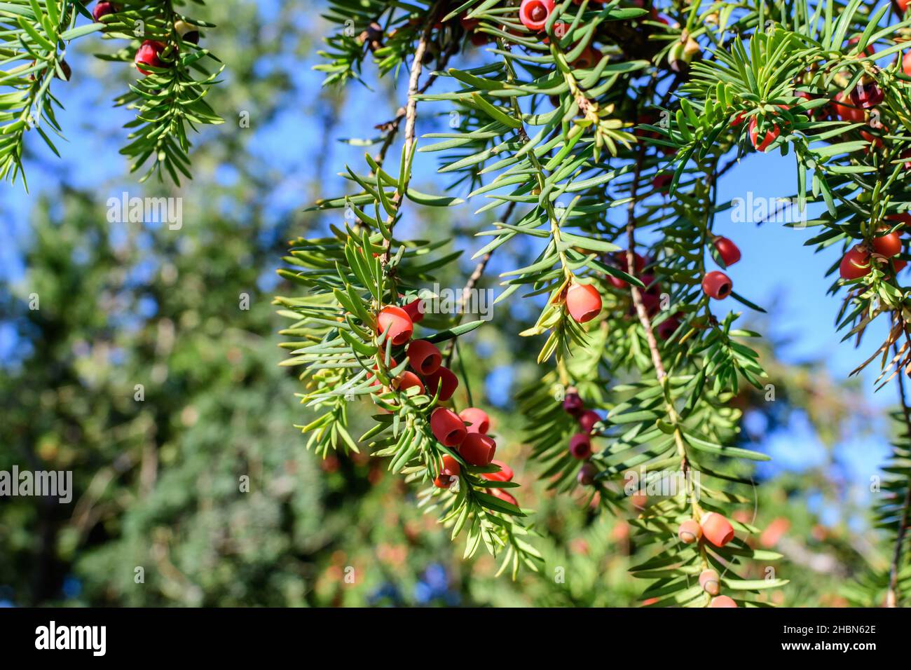 Viele kleine lebendige grne Bltter und rote giftige Frchte des Thuja  Nadelbaums, allgemein bekannt asarborvitaes, thujas oder Zedern in einem  Garten in einem sonnigen Stockfotografie - Alamy
