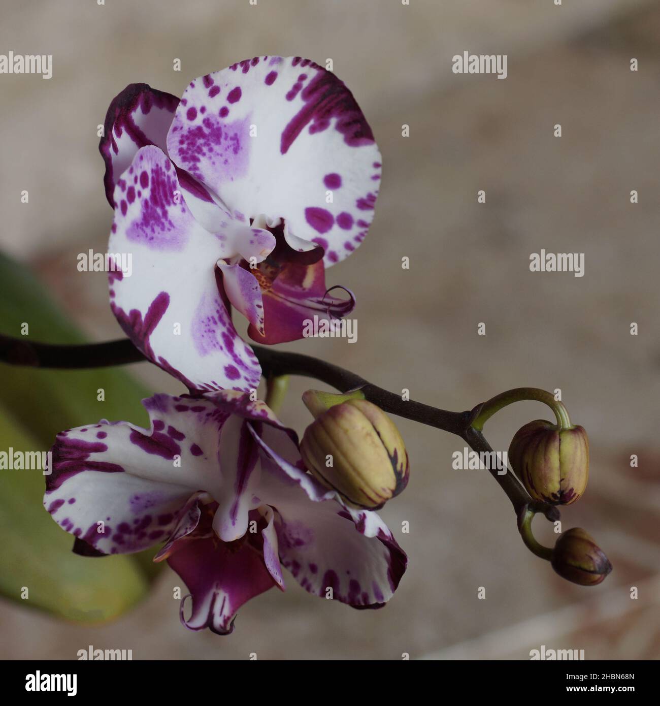 Weiß und lila gefleckte Mottenorchidee mit Knospen vor beigem Hintergrund Stockfoto
