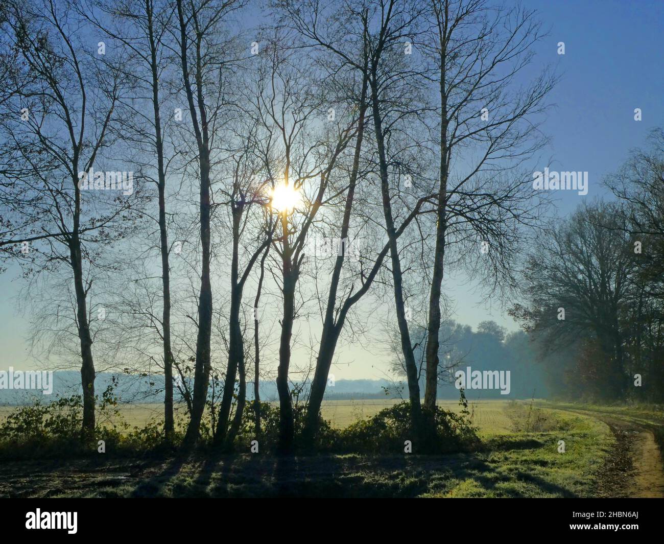 Winterlandschaft in Deutschland. Weiden, eine Reihe von Birken und die Sonne hängt tief. Obwohl es noch keinen Schnee gibt, ist es immer noch kalt Stockfoto