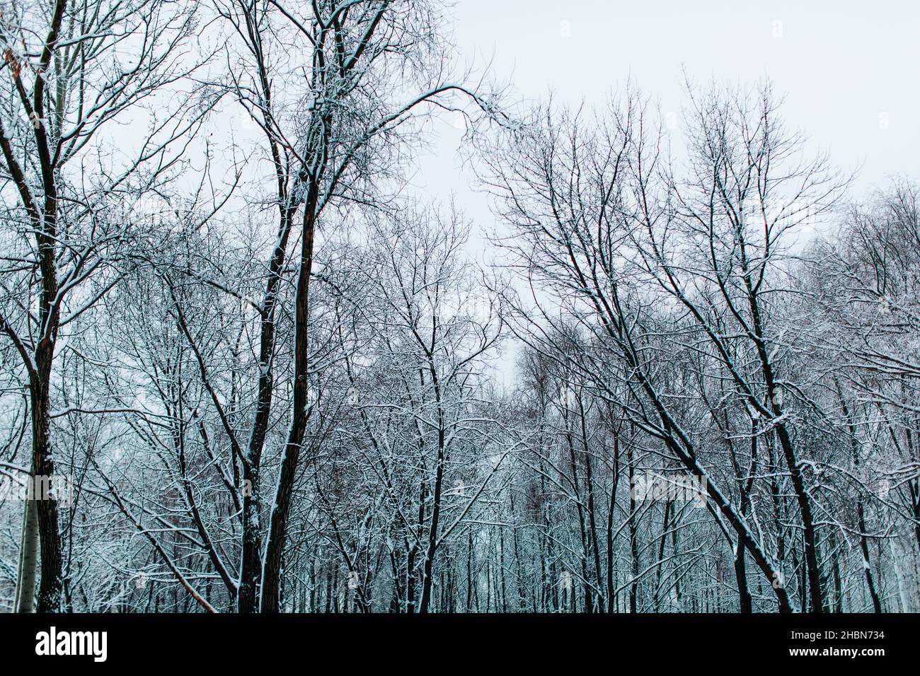 Hohe Bäume, die im Winterwald mit frischem, flauschigen weißen Schnee bedeckt sind. Wintersaison in der Natur. Stockfoto