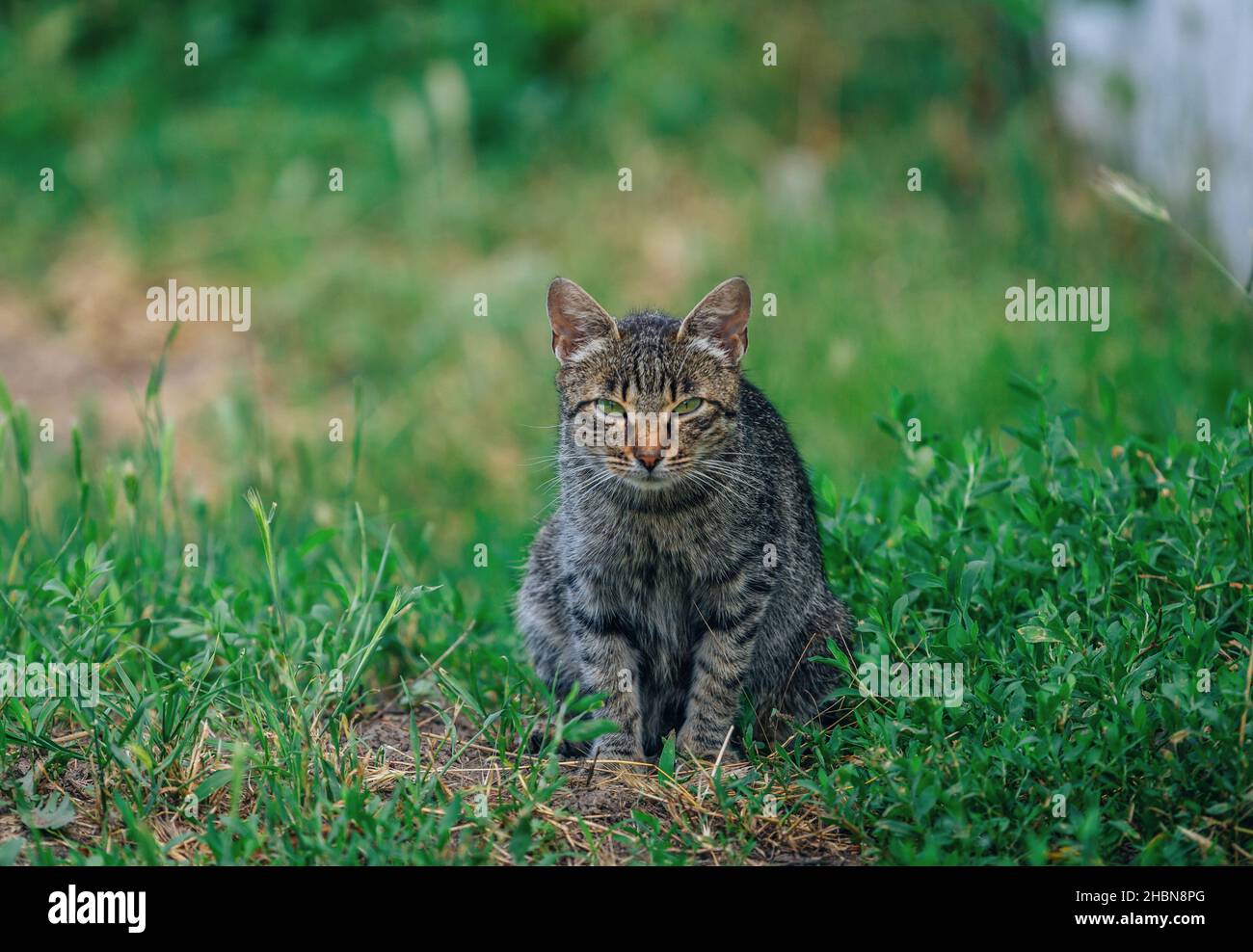 Niedliche graue Katze mit grünen Augen und rosa Nase, sitzt auf grünem Gras im Garten Stockfoto